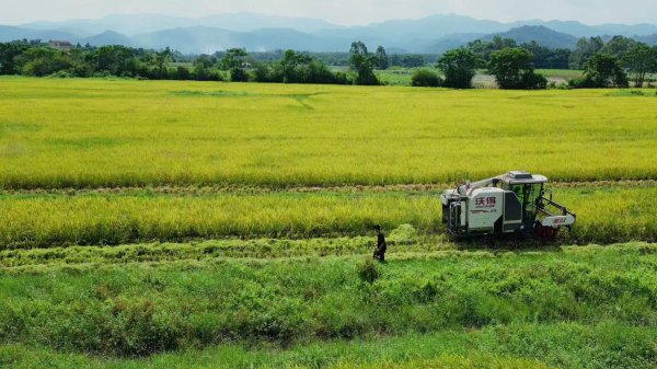 蜀商证券 稻浪翻滚迎丰收！惠城区水稻示范片亩产538公斤